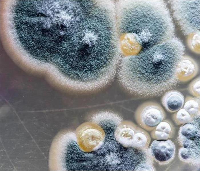 Microscopic Mold Image