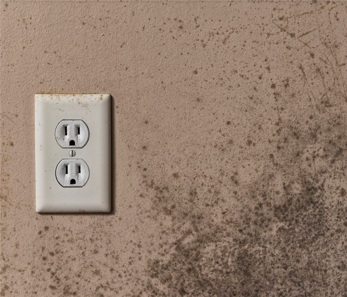 mold growing on the wall near an outlet
